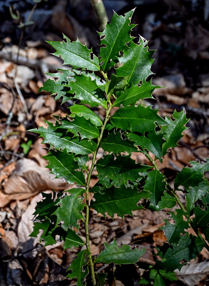 Image of Ilex colchica specimen.