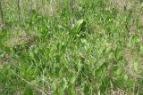 Klasea lycopifolia
