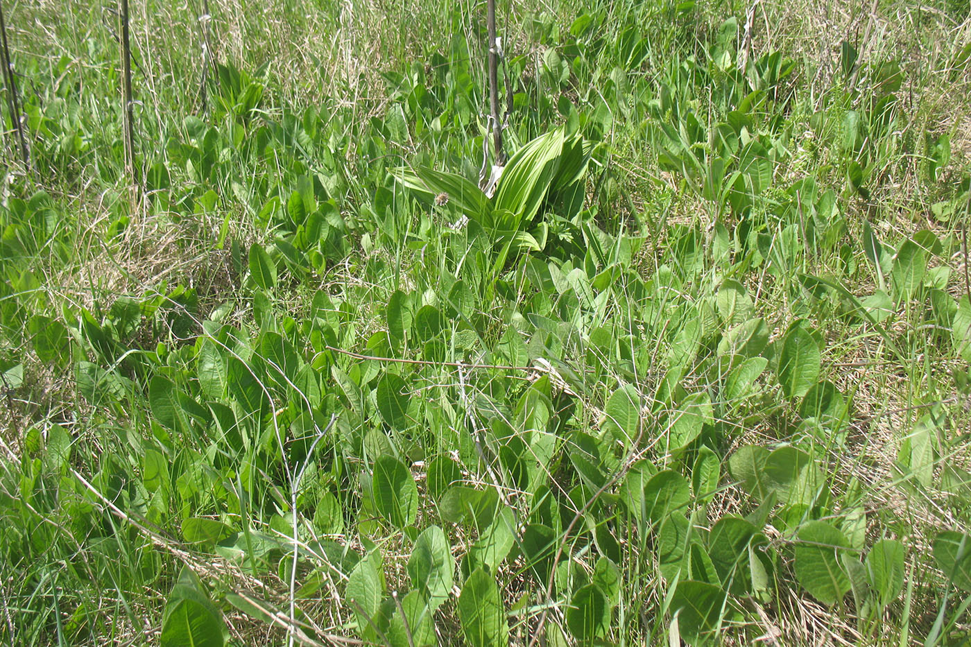 Изображение особи Klasea lycopifolia.