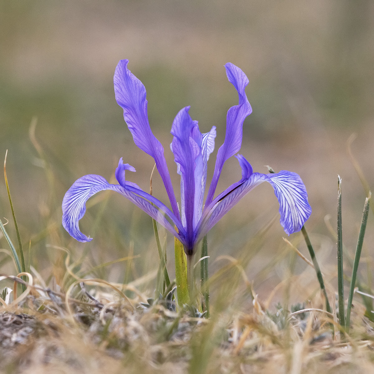 Image of Iris tenuifolia specimen.