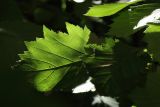 Crataegus submollis
