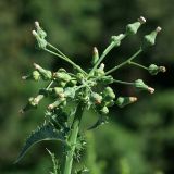 Sonchus asper. Соцветия. Республика Абхазия, г. Сухум. 25.08.2009.