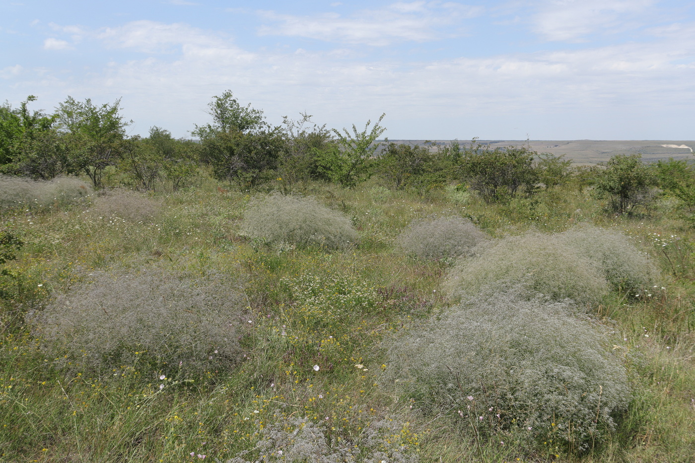 Image of Gypsophila paniculata specimen.