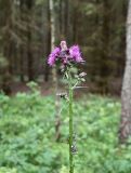 Cirsium palustre. Верхушка цветущего растения. Тульская обл., Заокский р-н, Бутиково, просека между березняком и еловыми посадками. 28.06.2025.