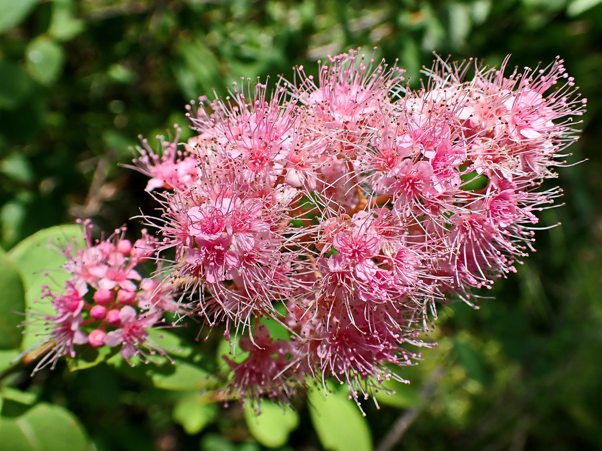Image of Spiraea humilis specimen.