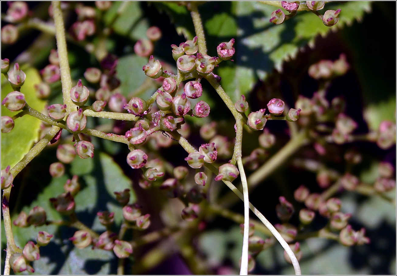 Image of Hydrangea petiolaris specimen.