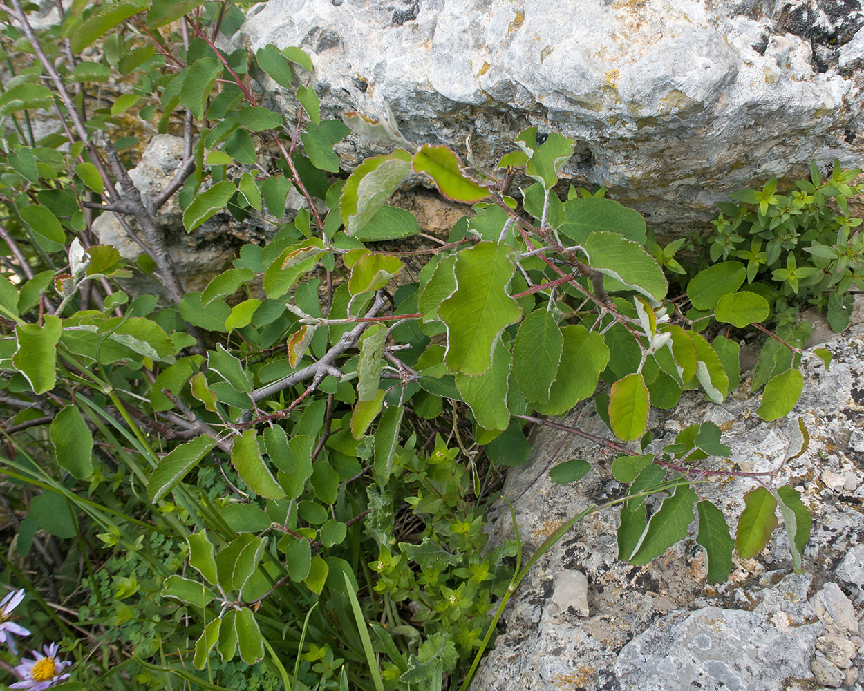 Image of Amelanchier ovalis specimen.