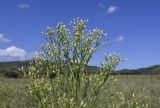 Conyza canadensis. Верхушка общего соцветия с распустившимися соцветиями и соплодиями. Испания, Каталония, пров. Жирона, комарка Баш Эмпорда, муниципалитет Калонже, залежь. 30.08.2025.