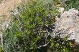 genus Rhamnus