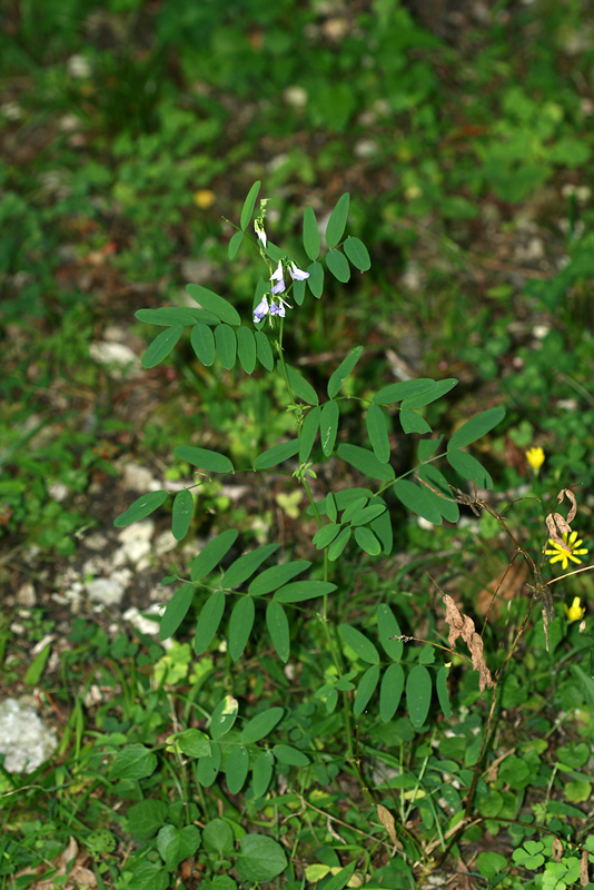 Изображение особи Galega officinalis.