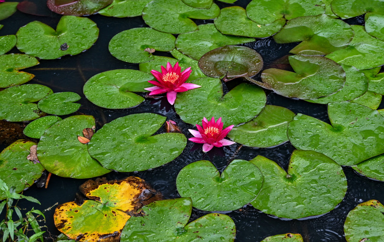 Изображение особи Nymphaea &times; marliacea.