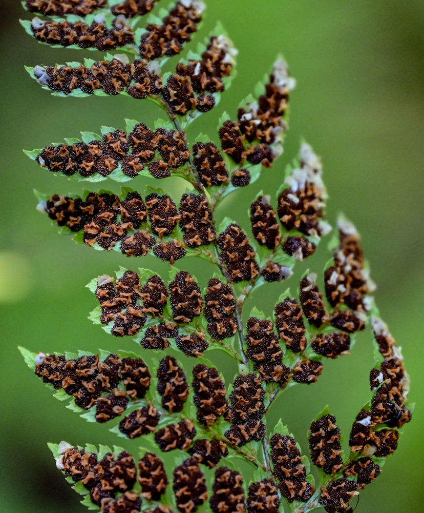 Image of Arachniodes webbiana specimen.