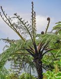 Cyathea cooperi. Верхушка вегетирующего растения с разворачивающимися вайями. Португалия, Азорские о-ва, о-в Сан-Мигел, кальдера вулкана Фурнаш, окраина зарослей кустарников. 13.08.2025.
