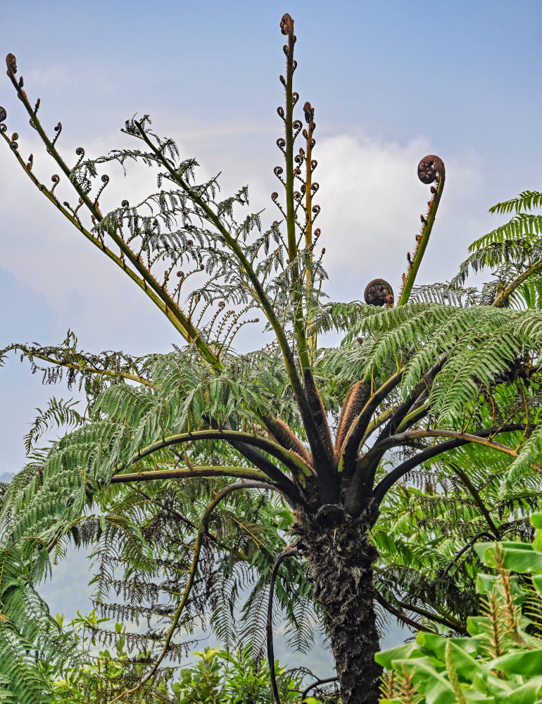 Изображение особи Cyathea cooperi.