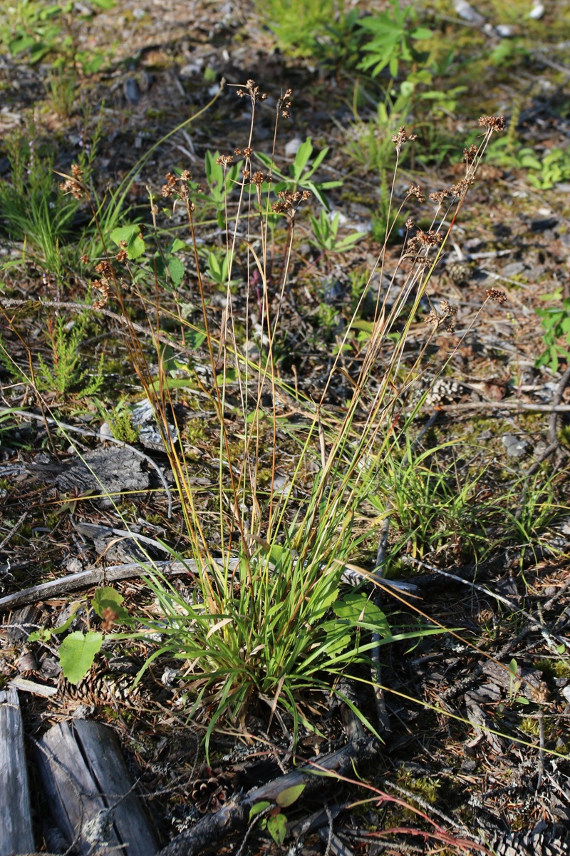 Image of genus Luzula specimen.