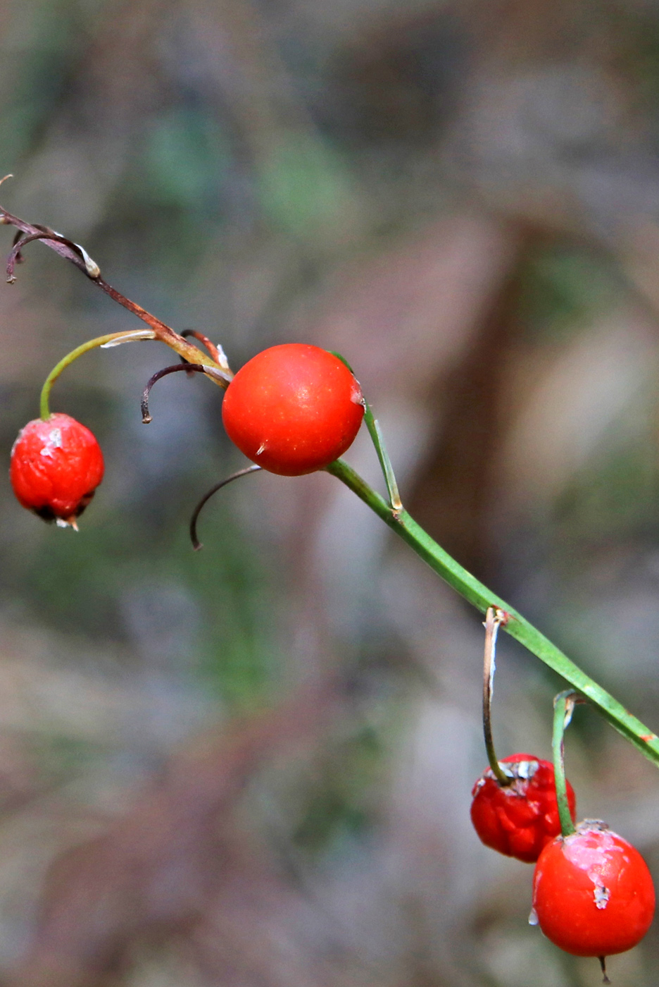 Изображение особи Convallaria majalis.