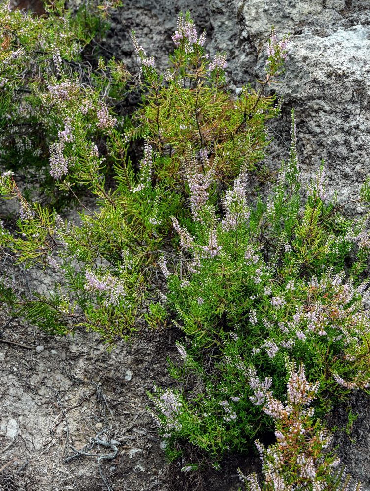 Image of Calluna vulgaris specimen.