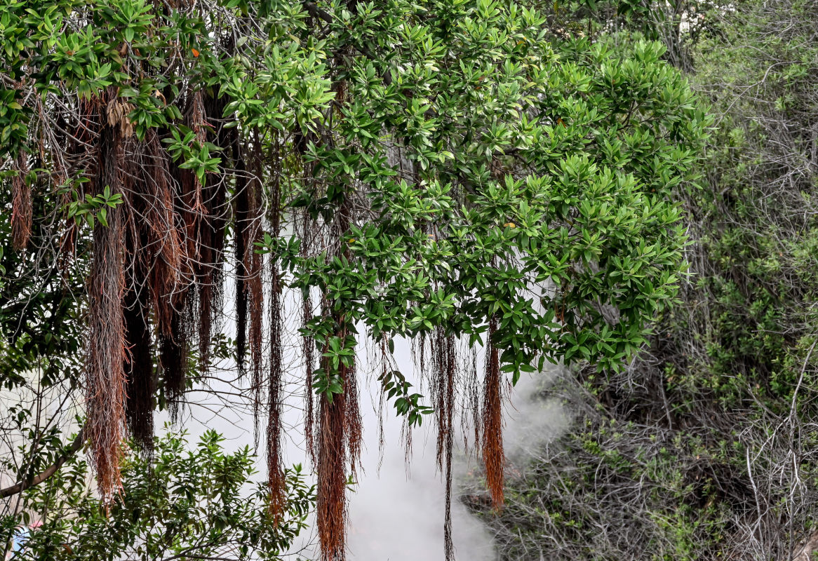 Image of Metrosideros excelsa specimen.
