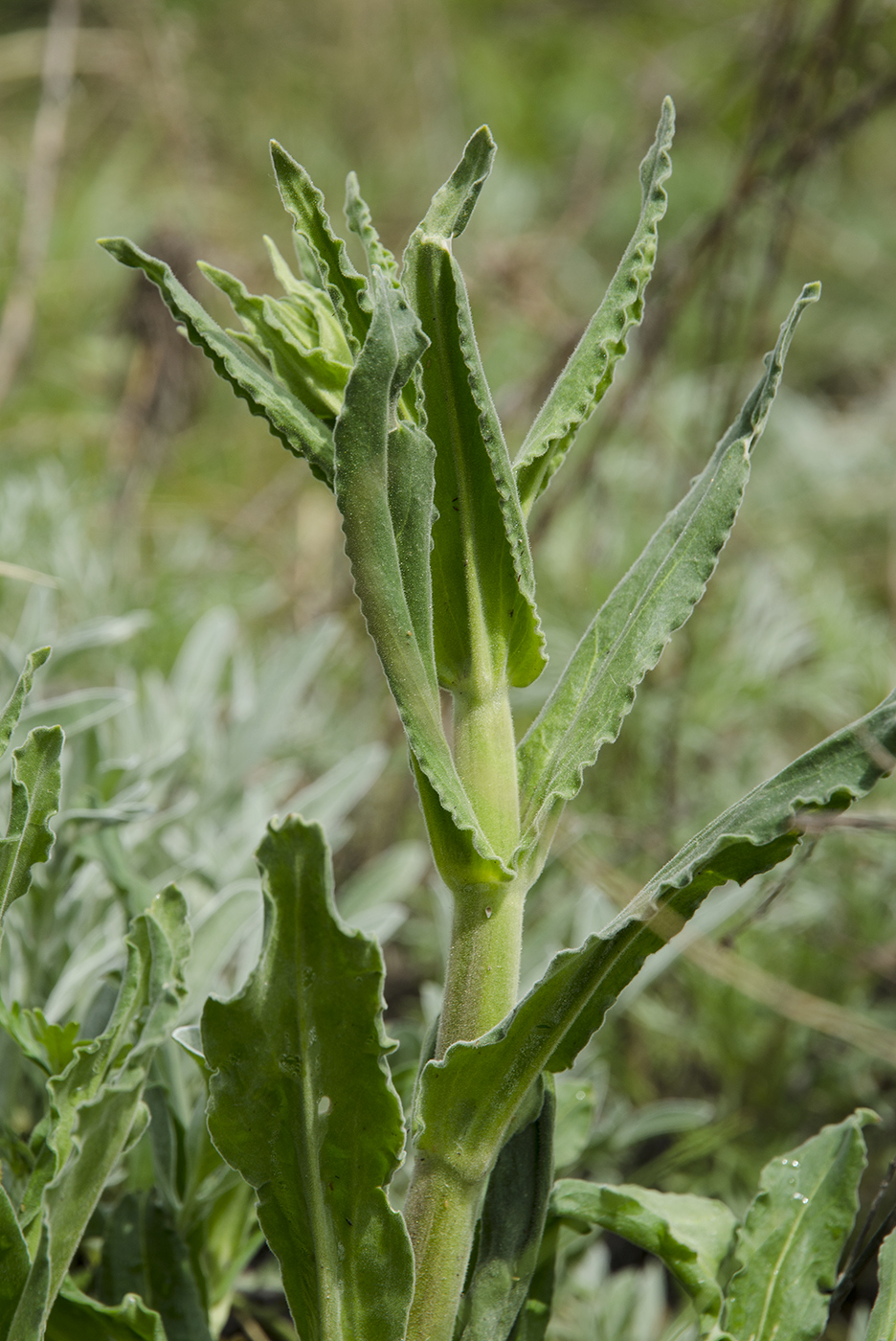 Image of Silene viscosa specimen.