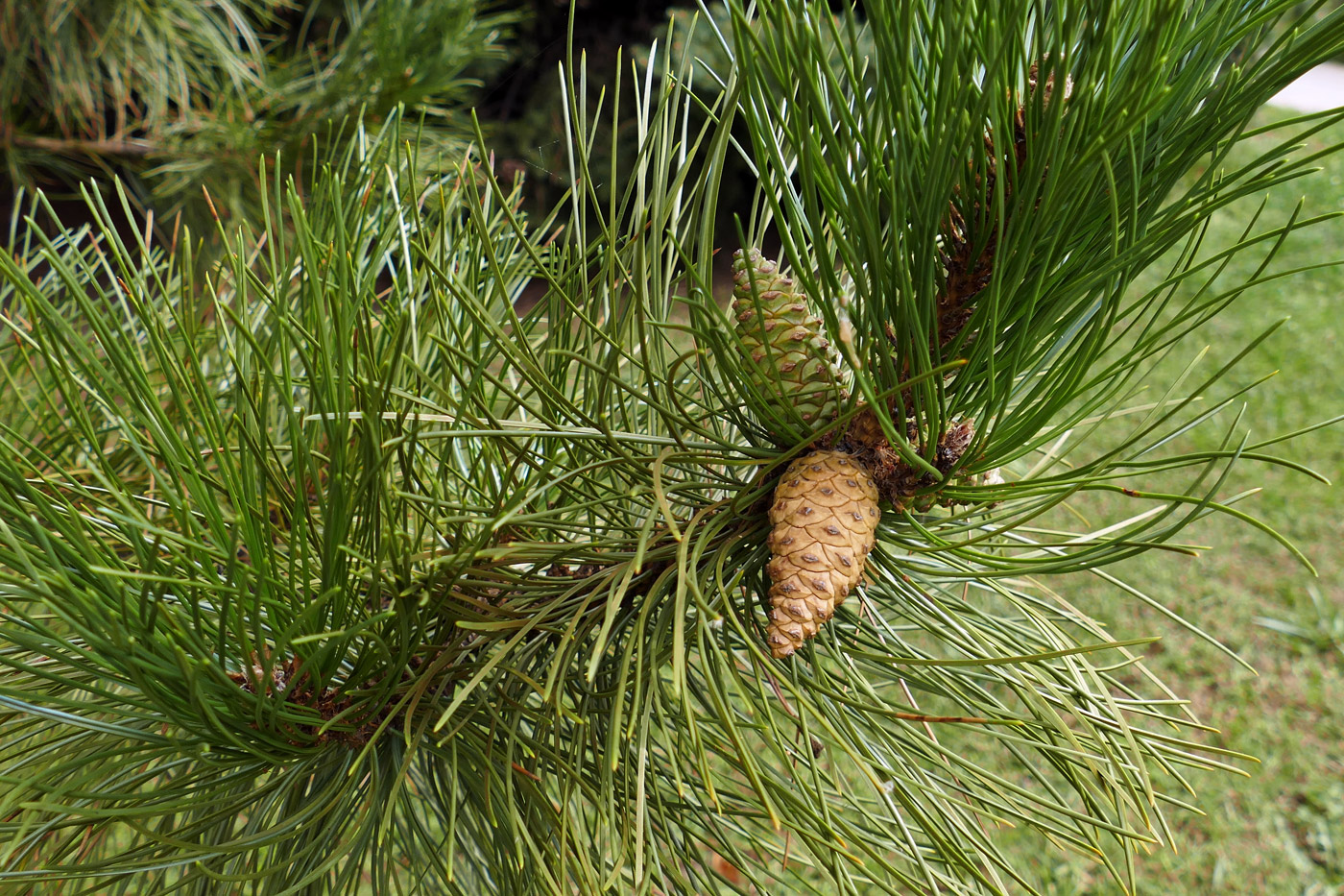 Изображение особи род Pinus.