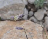 unknown species. Соцветие. Кабардино-Балкария, Эльбрусский р-н, восточный склон горы Чегет, 100 м от кафе \"Ай\", высота 2690 м н.у.м., среди камней 23 июня. 2018 г.