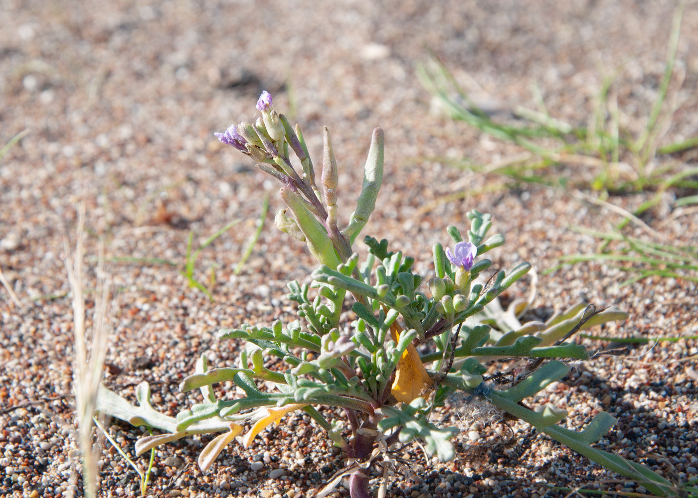 Изображение особи Cakile maritima.