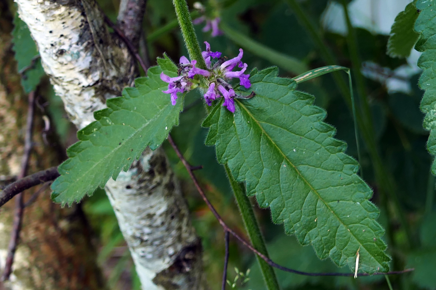 Image of Stachys palustris specimen.