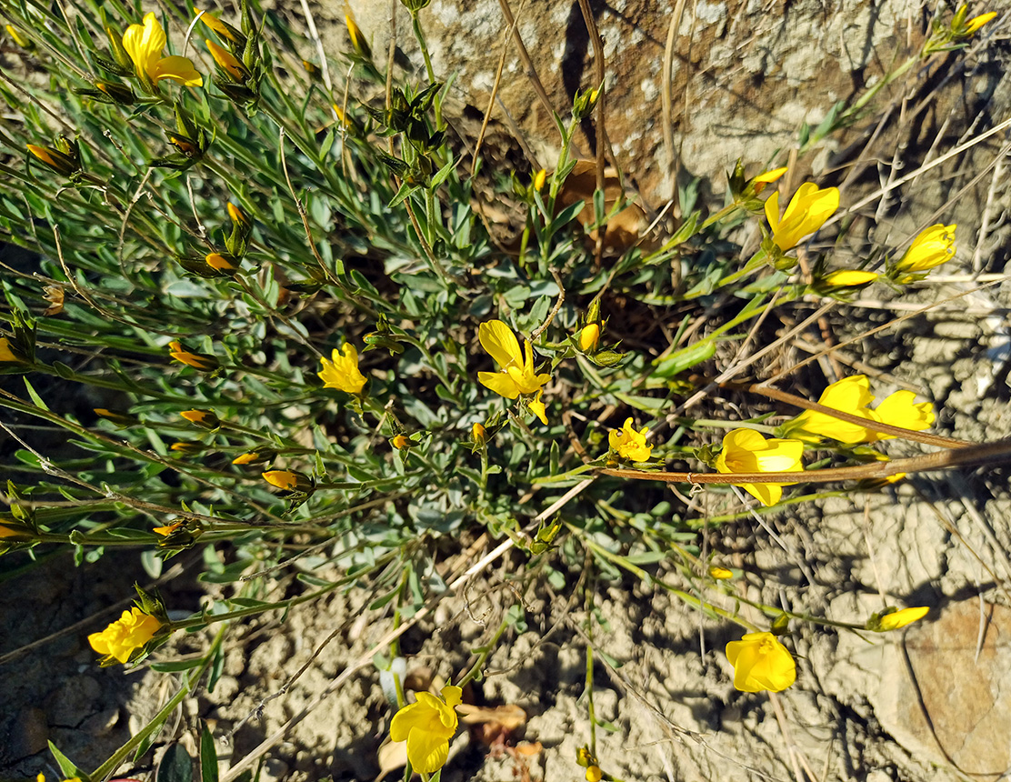 Image of Linum pallasianum specimen.