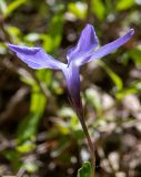 Vinca herbacea. Цветок. Крым, Кировский р-н, окр. с. Грушёвка и г. Старый Крым, лесистый склон возле грунтовой дороги. 03.05.2025.
