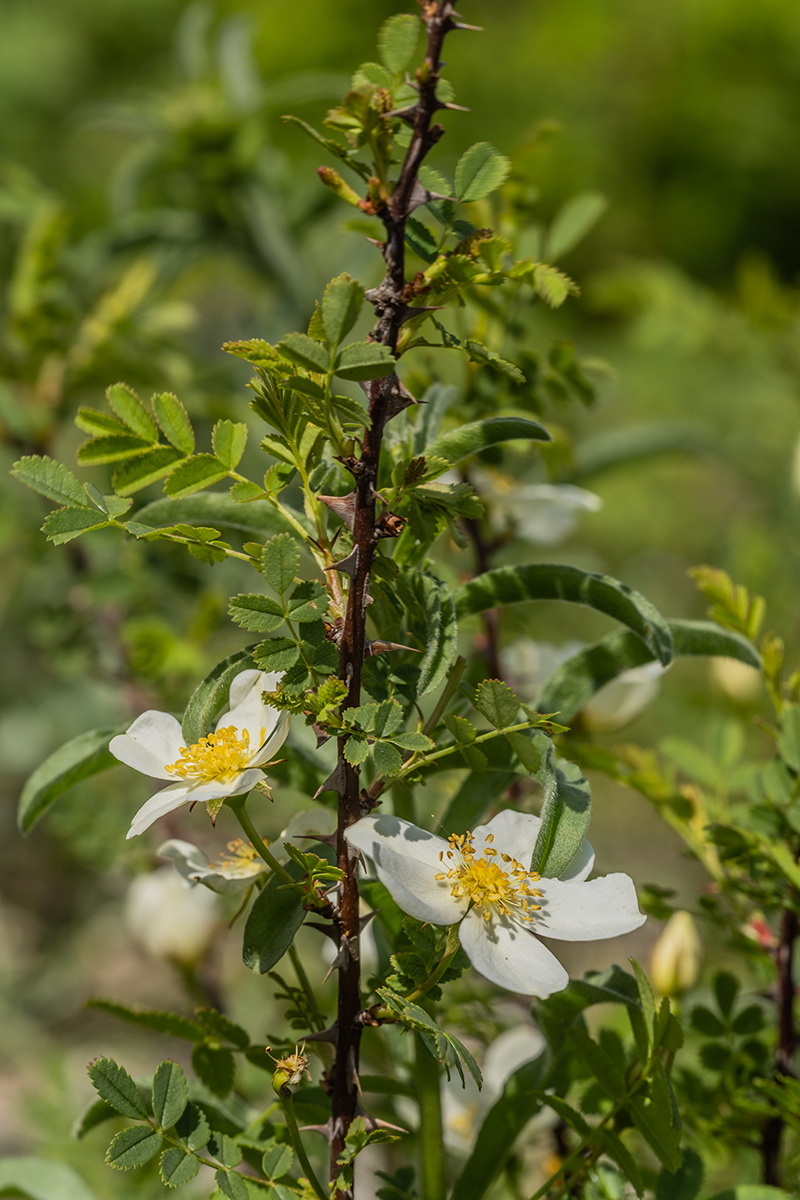 Изображение особи Rosa spinosissima.