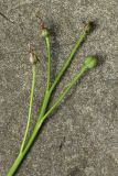 Chionodoxa luciliae. Сорванное соплодие с плодами разной степени зрелости. Ленинградская обл., Ломоносовский р-н, дер. Дубки, дачный участок, в культуре. 17.05.2026.