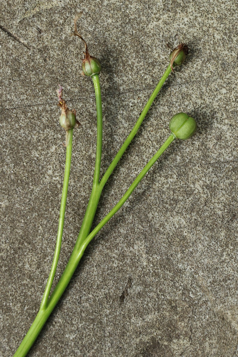 Изображение особи Chionodoxa luciliae.