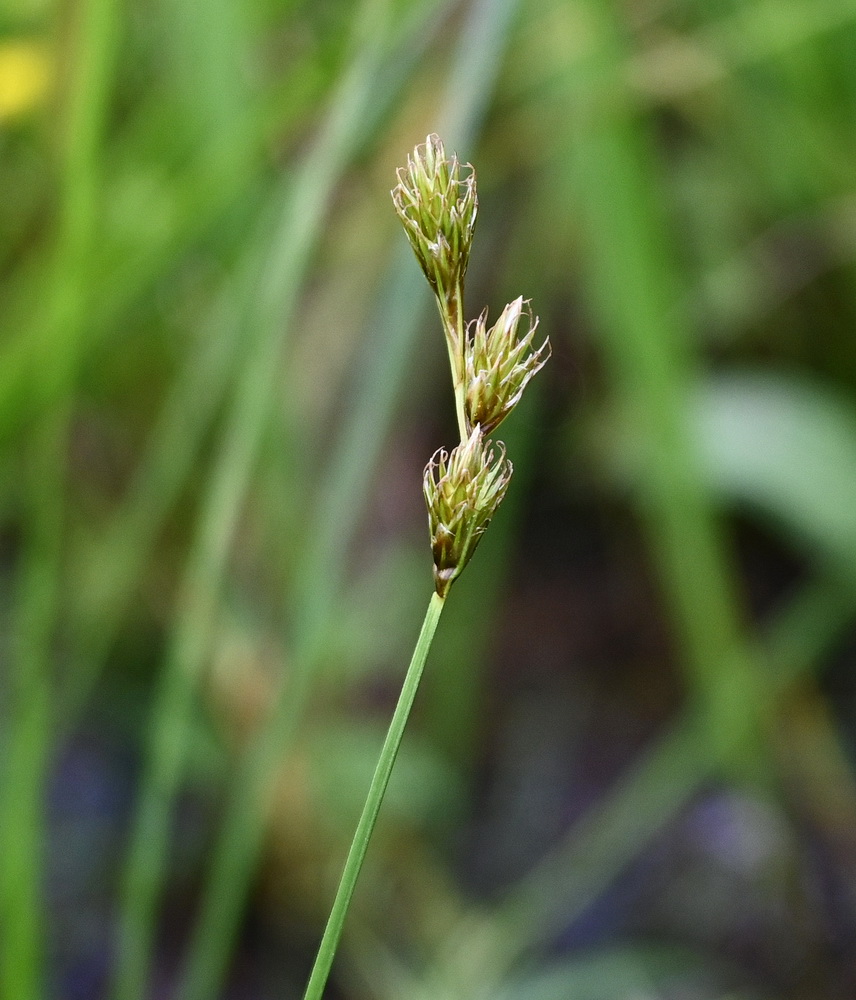 Image of Carex leporina specimen.