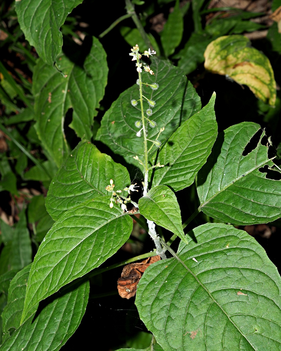 Изображение особи Circaea lutetiana.