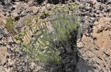 Helichrysum italicum