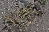 Centaurea melitensis. Цветущие растения. Португалия, о-в Мадейра, мыс Сан-Лоренцо, каменистый сухой склон. 12.06.2026.