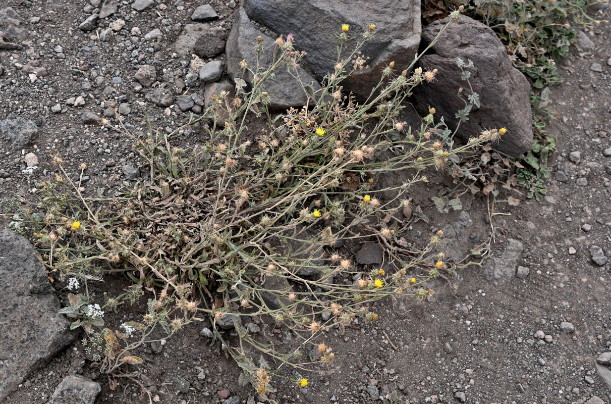Image of Centaurea melitensis specimen.