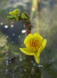 Utricularia australis