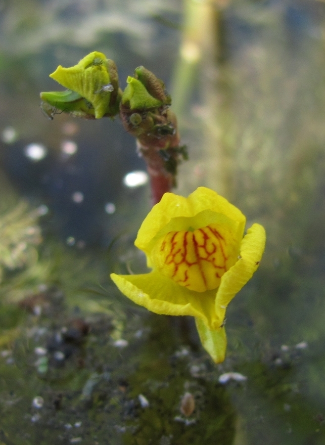 Изображение особи Utricularia australis.