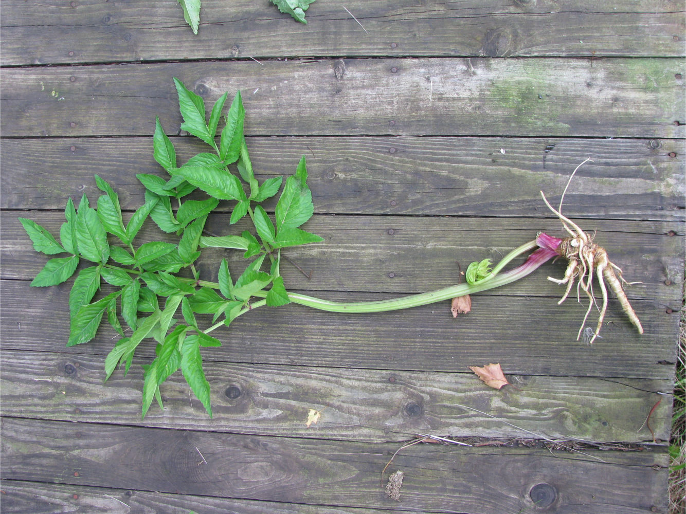 Image of Unknown species specimen.