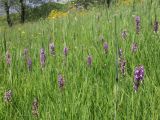 Dactylorhiza umbrosa