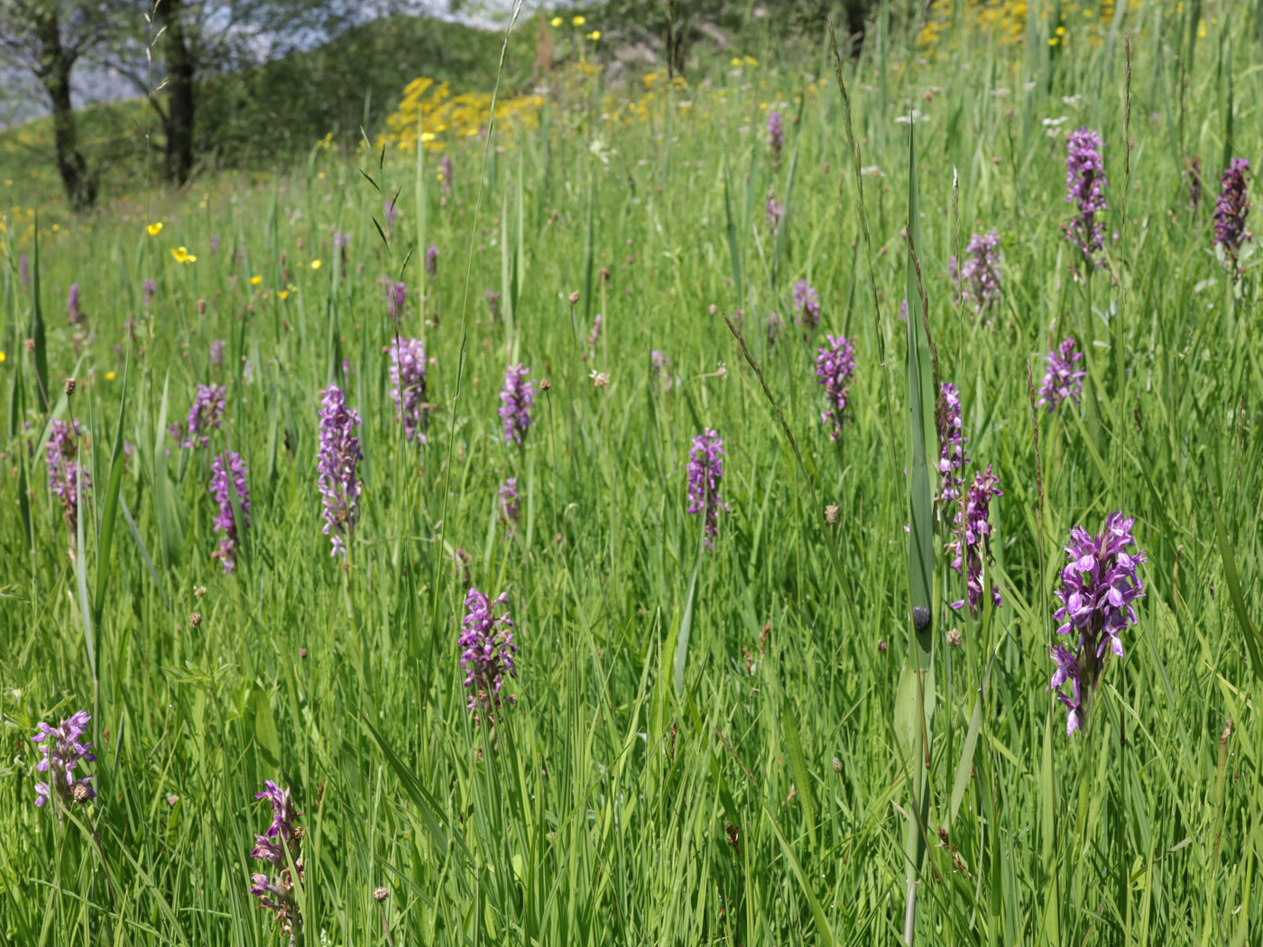 Image of Dactylorhiza umbrosa specimen.