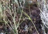 Stipa capillata. Соцветие. Кыргызстан, Джалал-Абадская обл., Тогуз-Тороуский р-н, дол. Тогуз-Торо, ок. с. Табылгыты; ≈ 1300 м н.у.м., предгорный разнотравный луг. 06.07.2026.