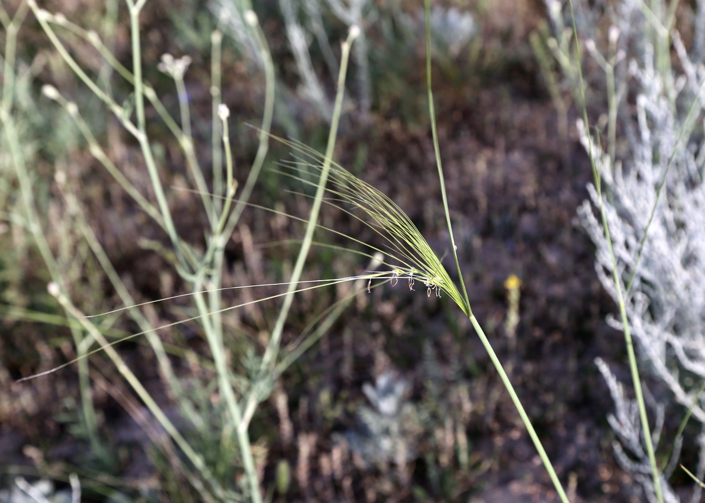 Image of Stipa capillata specimen.