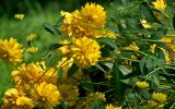 Rudbeckia laciniata разновидность hortensia. Верхушки побегов с соцветиями. Московская обл., Сергиево-Посадский гор. округ, верховья р. Воря, в культуре. 22.08.2026.