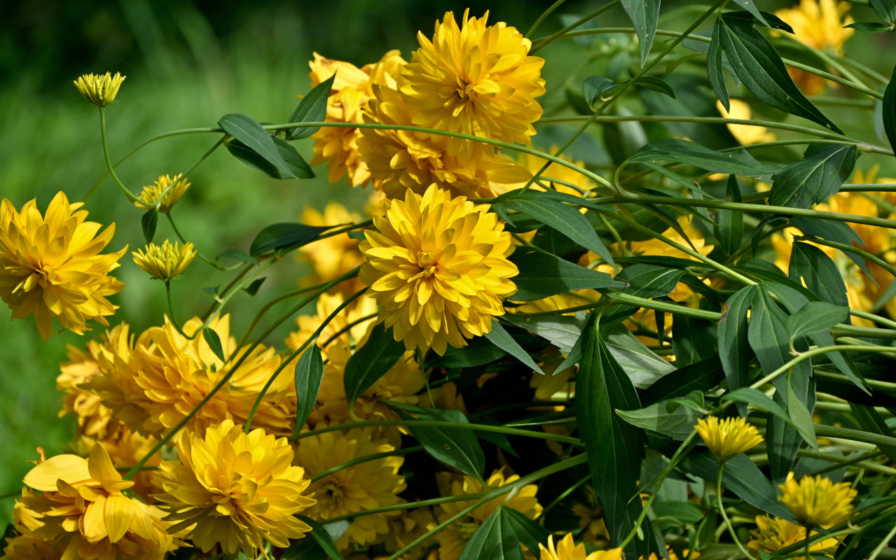 Изображение особи Rudbeckia laciniata var. hortensia.
