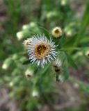 Erigeron acris. Соцветие-корзинка. Хабаровский край, г. Комсомольск-на-Амуре, Силинский лесопарк, просека ЛЭП. 22.06.2026.