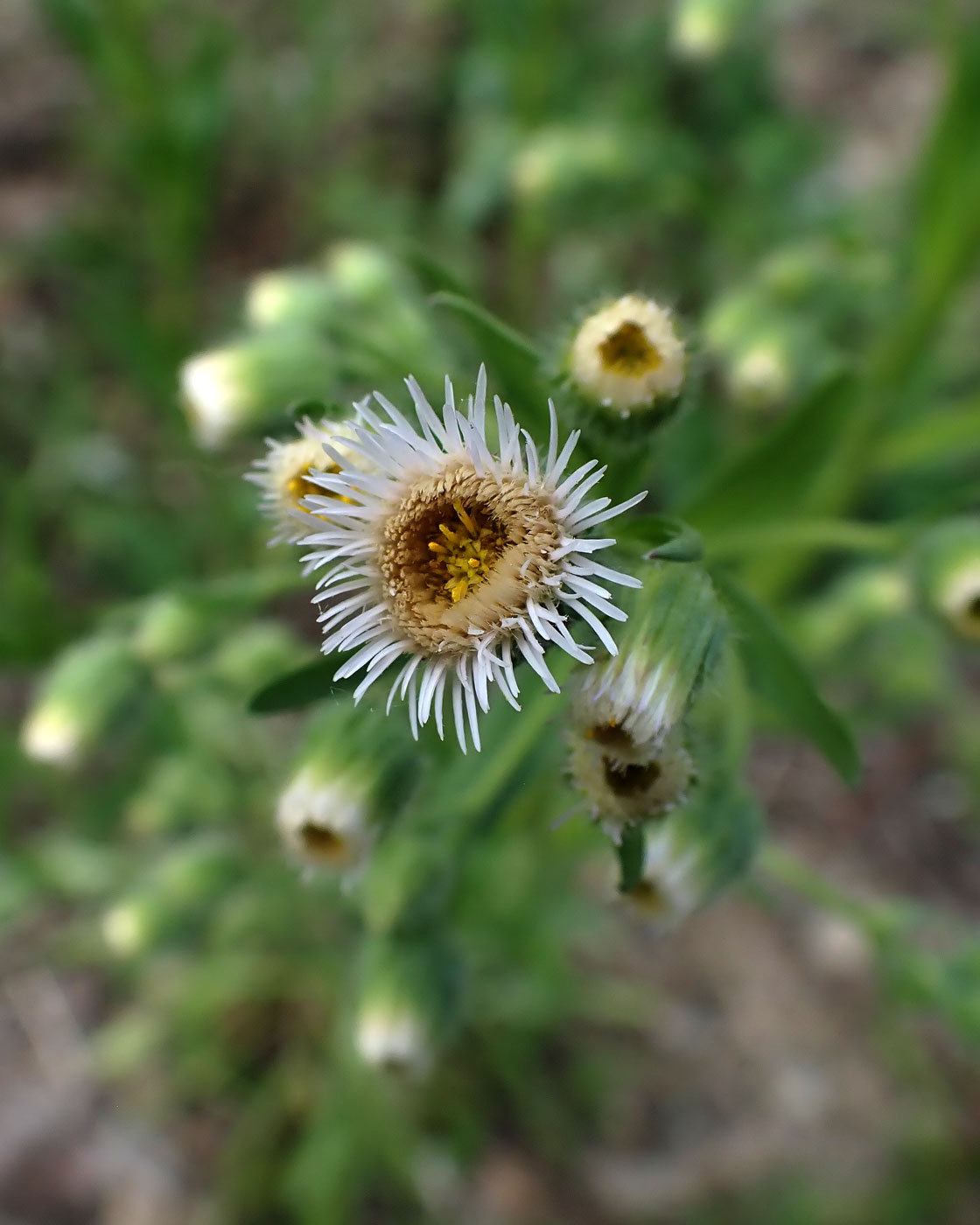 Изображение особи Erigeron acris.