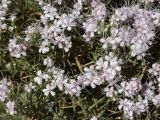 genus Acanthophyllum. Верхушки побегов с соцветиями. Таджикистан, Горно-Бадахшанская автономная обл., Ишкашимский р-н, окр. кишлака Гармчашма, дол. р. Гармчашма, ≈ 2600 м н.у.м., каменистая осыпь. 2 июля 2026 г.