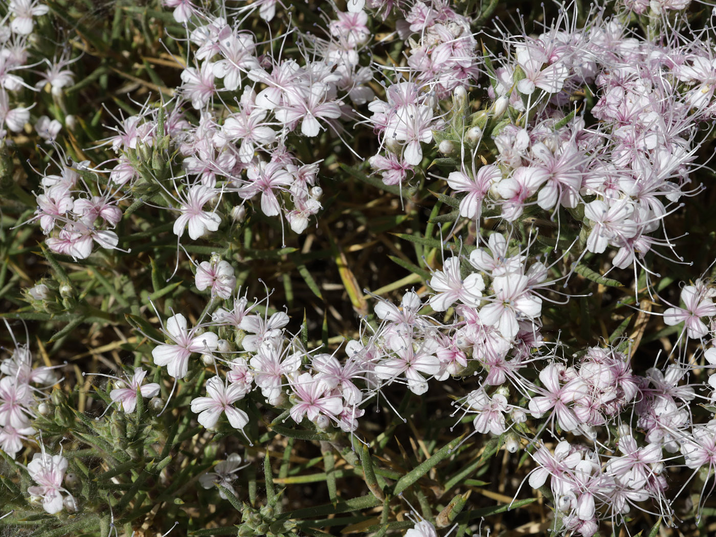 Image of genus Acanthophyllum specimen.